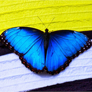 Meet your Posher, Charmain